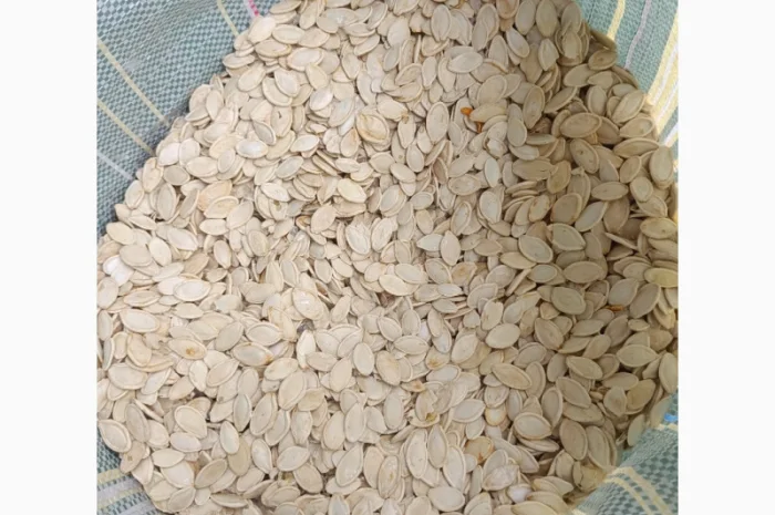 Продается семена тыквы сортов Турка, Данка-Полька и украинский многоплодный- фото № 1