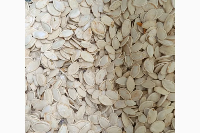 Продается семена тыквы сортов Турка, Данка-Полька и украинский многоплодный- фото № 2