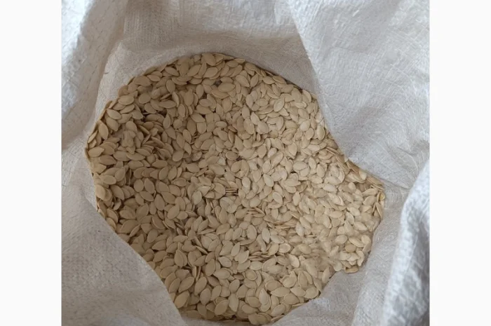 Продается семена тыквы сортов Турка, Данка-Полька и украинский многоплодный- фото № 3