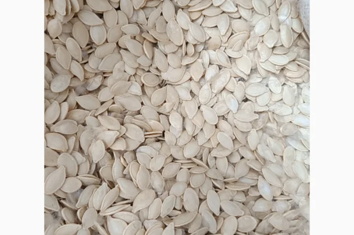 Продается семена тыквы сортов Турка, Данка-Полька и украинский многоплодный- фото № 4