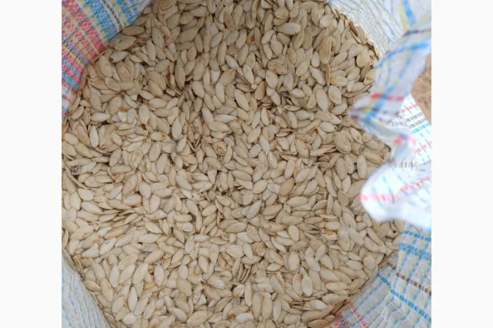 Продается семена тыквы сортов Турка, Данка-Полька и украинский многоплодный- фото № 6