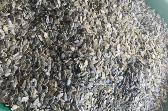 Купуємо голонасінне насіння гарбуза- фото № 1