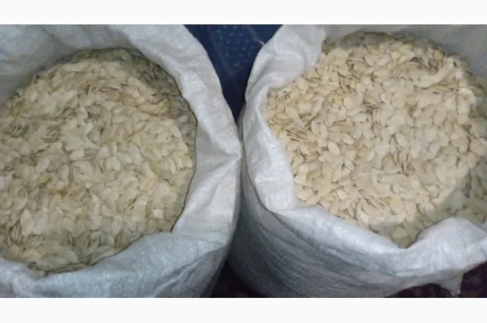 Насіння гарбуза сорту Україньский Багатоплідний- фото № 1