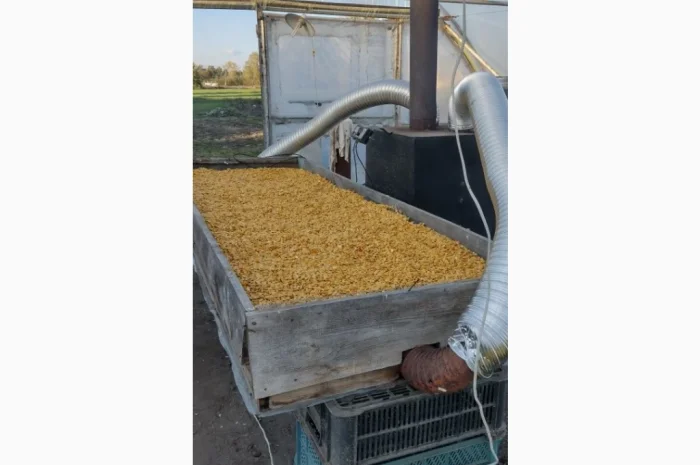 Продается семена тыквы Хоккайдо- фото № 1