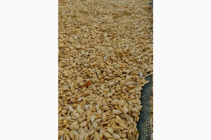 Продается семена тыквы Хоккайдо- фото № 2