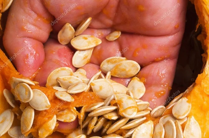 Приобретаю семена тыквы различных сортов- фото № 1