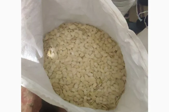 Свежие семена тыквы урожая 2025 года- фото № 2