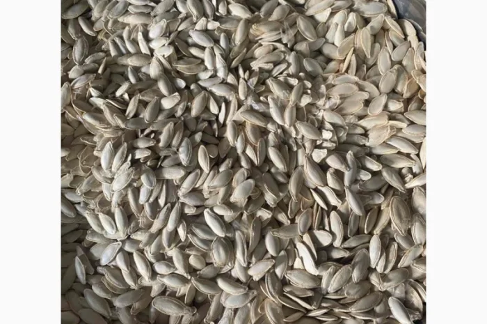 Закупаем семена тыквы сорта Болгарка- фото № 1