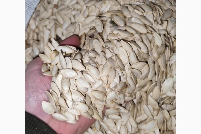 Продается семена тыквы сорта Турка, Данка, Полька, Українка- фото № 1