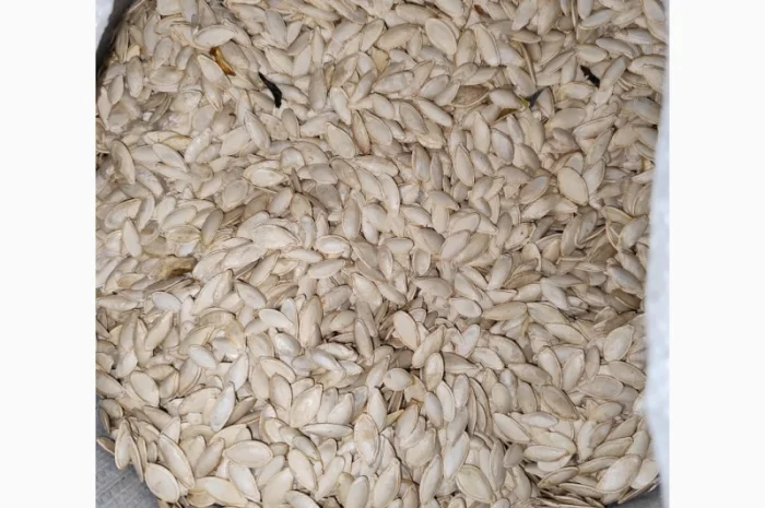 Продается семена тыквы сорта Турка, Данка, Полька, Українка- фото № 2