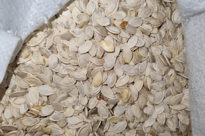 Продается семена тыквы сорта Турка, Данка, Полька, Українка- фото № 3