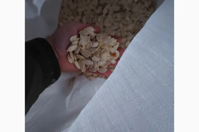 Продается семена тыквы сорта Турка, Данка, Полька, Українка- фото № 4