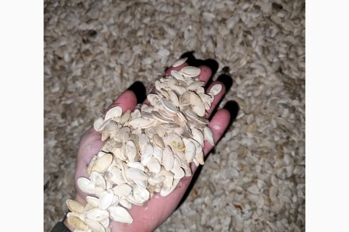 Продается семена тыквы сорта Турка, Данка, Полька, Українка- фото № 5