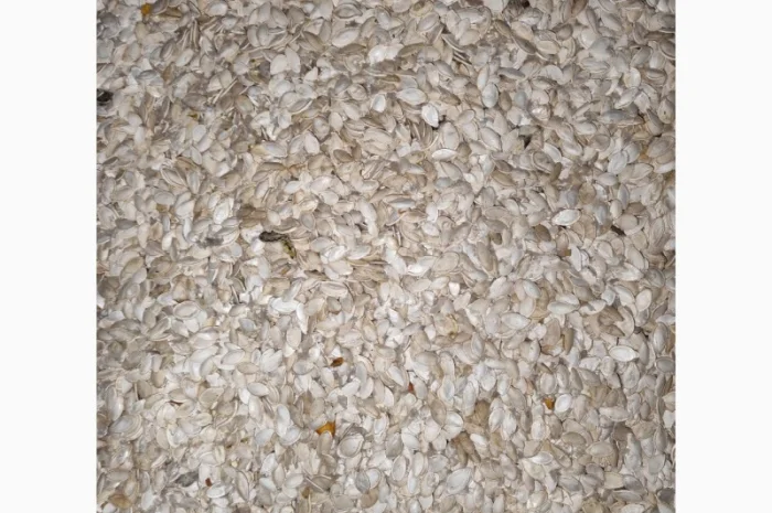 Продается семена тыквы сорта Турка, Данка, Полька, Українка- фото № 6