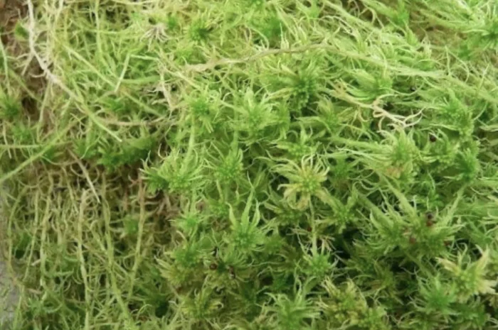 Мох Сфагнум. Свіжий мох- фото № 1