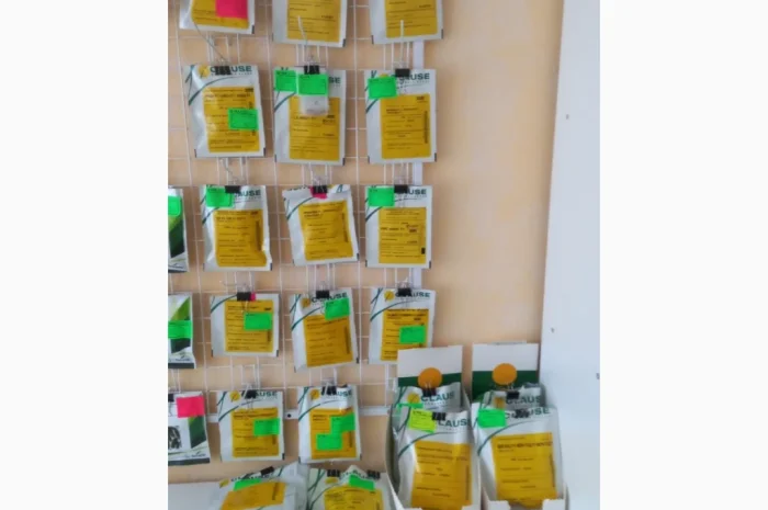 Продам насіння овочів- фото № 15