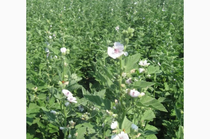 Продаж насіння алтеї лікарської та інших рослин- фото № 1