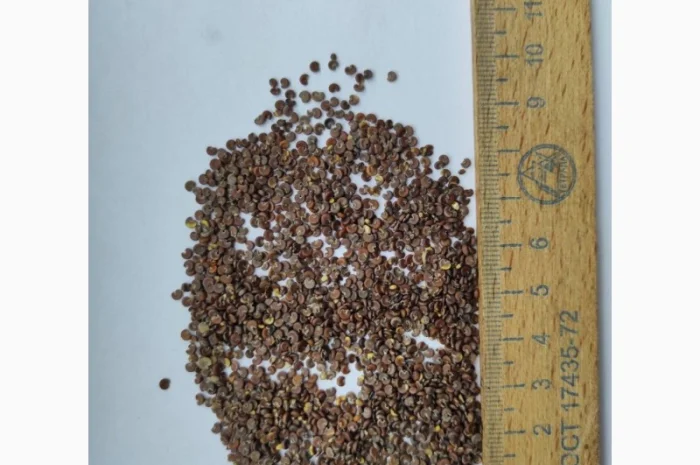 Продаж насіння алтеї лікарської та інших рослин- фото № 2