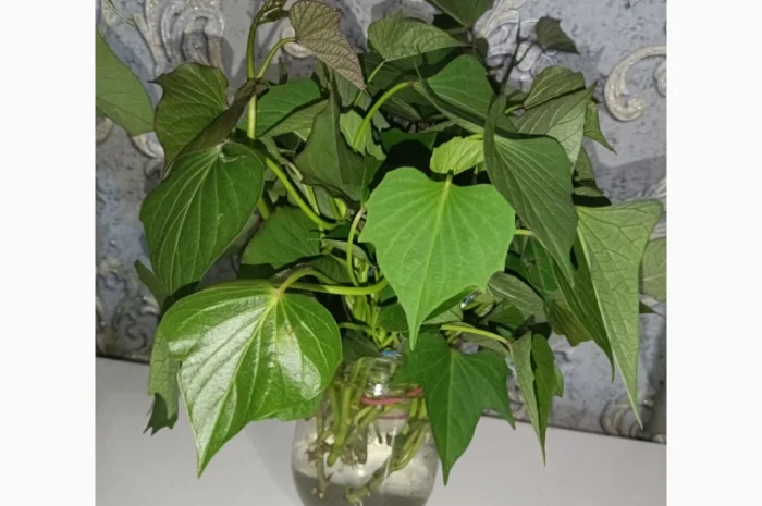 Бронювання розсади батату (живців) Ліра- фото № 1