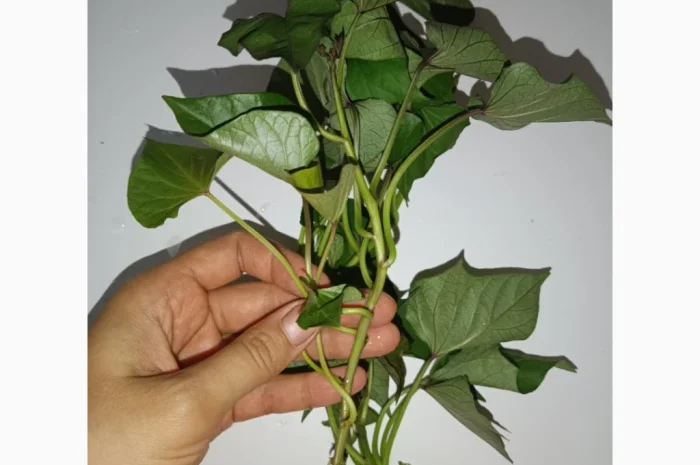 Бронювання розсади батату (живців) Ліра- фото № 2