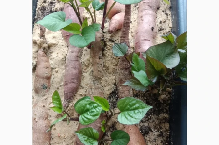 Бронювання розсади батату (живців) Ліра- фото № 3