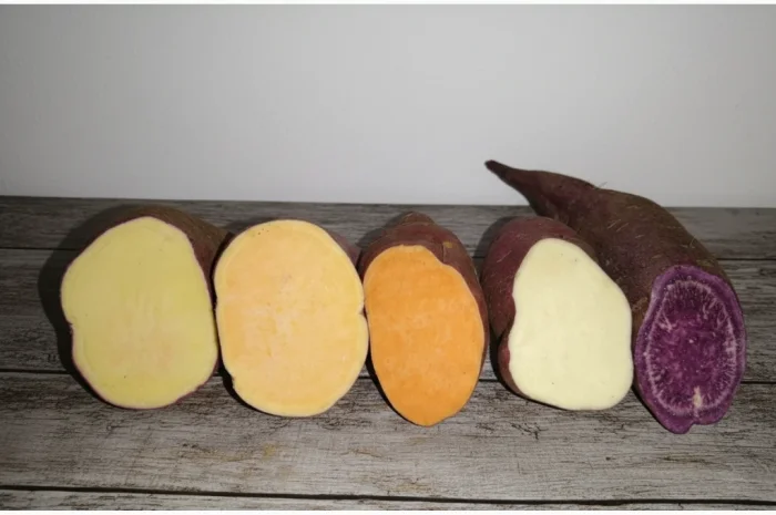 Бронювання розсади батату (живців) Ліра- фото № 4