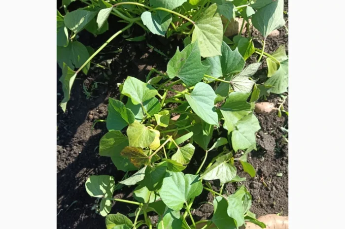 Бронювання розсади батату (живців) Ліра- фото № 5