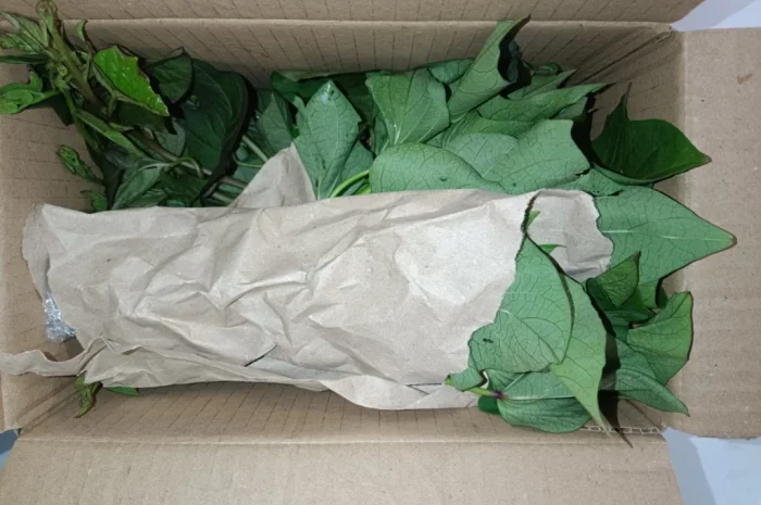 Бронювання розсади батату (живців) Ліра- фото № 6