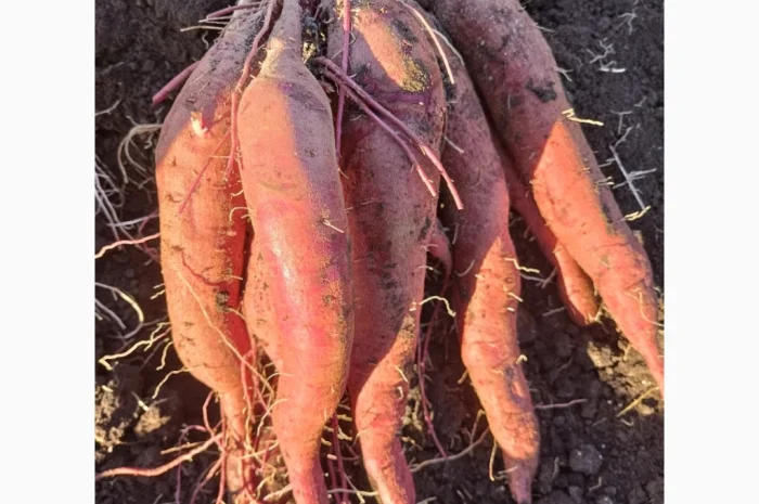 Бронювання розсади батату (живців) Ліра- фото № 7