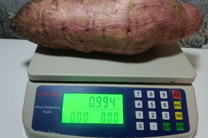 Бронювання розсади батату (живців) Ліра- фото № 8