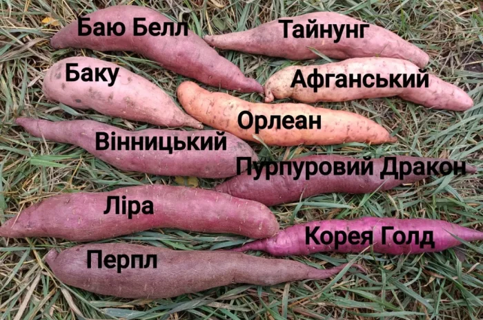 Бронювання розсади батату (живців) Ліра- фото № 9