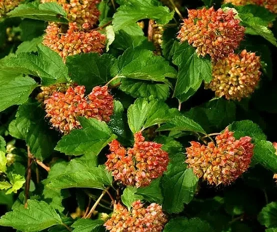 Продам насіння пухироплідника- фото № 1