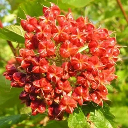 Продам насіння пухироплідника- фото № 2