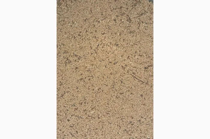 Продам насіння пухироплідника- фото № 3