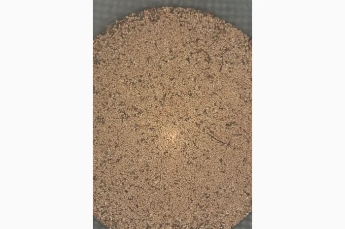 Продам насіння пухироплідника- фото № 4