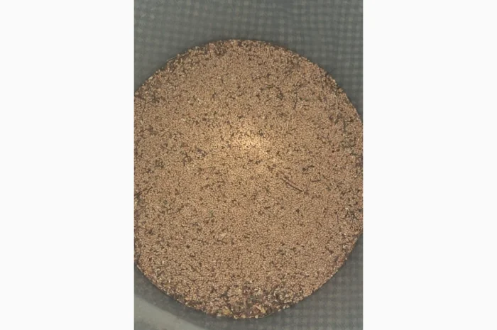 Продам насіння пухироплідника- фото № 5