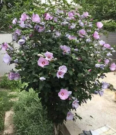 Продам насіння гібіскуса деревовидного (сирійського)- фото № 1