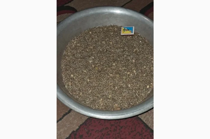 Продам насіння гібіскуса деревовидного (сирійського)- фото № 2