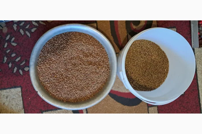 Продам насіння липи дрібнолистої- фото № 1