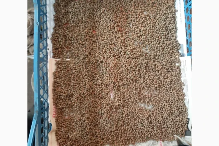 Продам насіння липи дрібнолистої- фото № 2