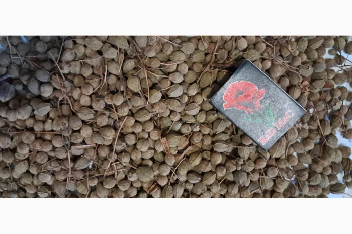 Продам насіння липи широколистої- фото № 2