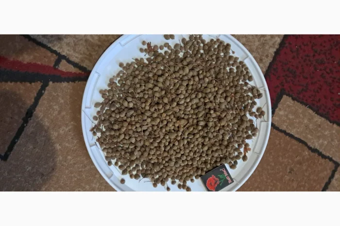 Продам насіння липи широколистої- фото № 3