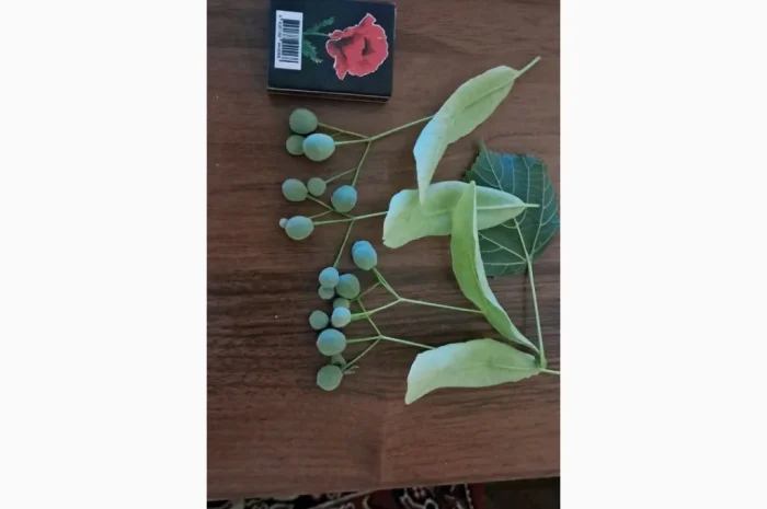 Продам насіння липи широколистої- фото № 4