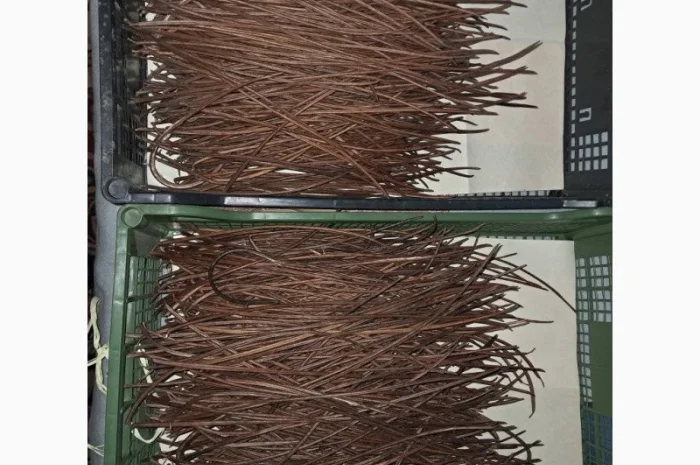 Продается насіння катальпи 2025 года сбора- фото № 3