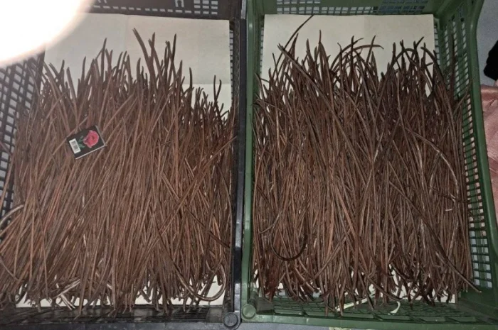 Продается насіння катальпи 2025 года сбора- фото № 4