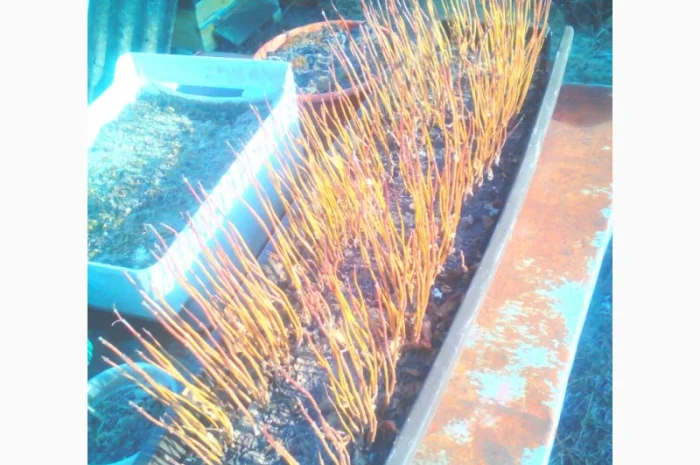 Продается насіння катальпи 2025 года сбора- фото № 5