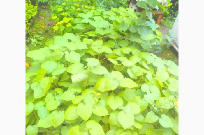 Продается насіння катальпи 2025 года сбора- фото № 6