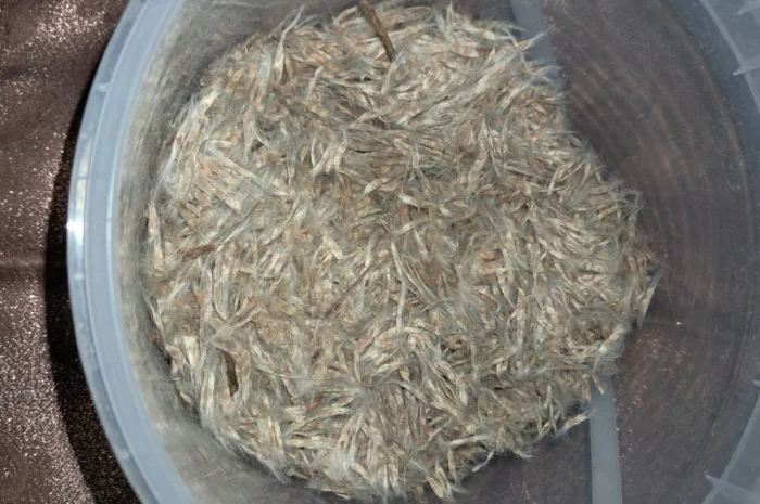 Продается насіння катальпи 2025 года сбора- фото № 2