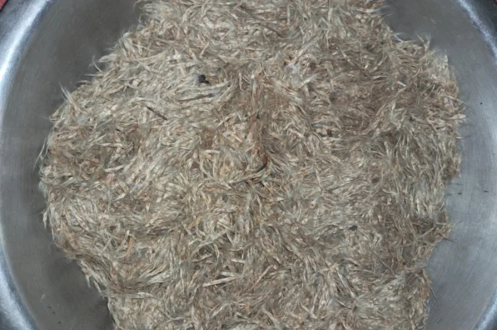 Продается насіння катальпи 2025 года сбора- фото № 1