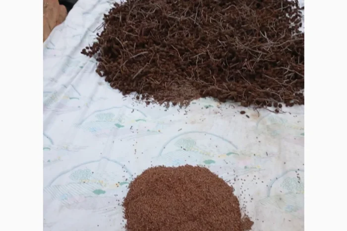 Продам насіння вільхи чорної- фото № 2